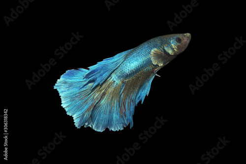 blue beta fish with black background © Hendra_Image's