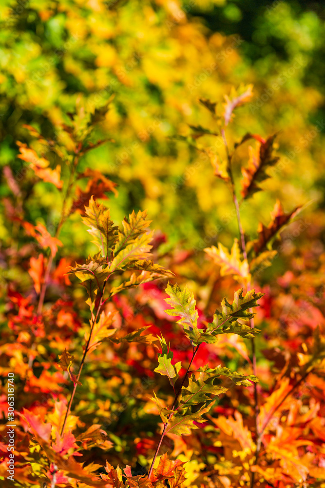 maple leaves in autumn maple leaves in autumn