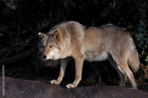 she-wolf female beautifully lit by the setting sun, a beast in profile. photo