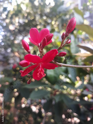 red flower Tropical flower