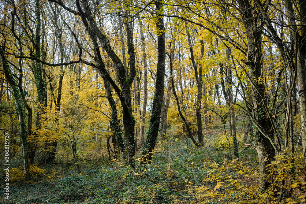 Forêt en automne