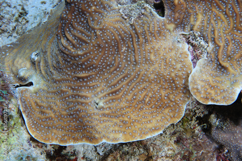Fototapeta Naklejka Na Ścianę i Meble -  Lamarcks sheet coral