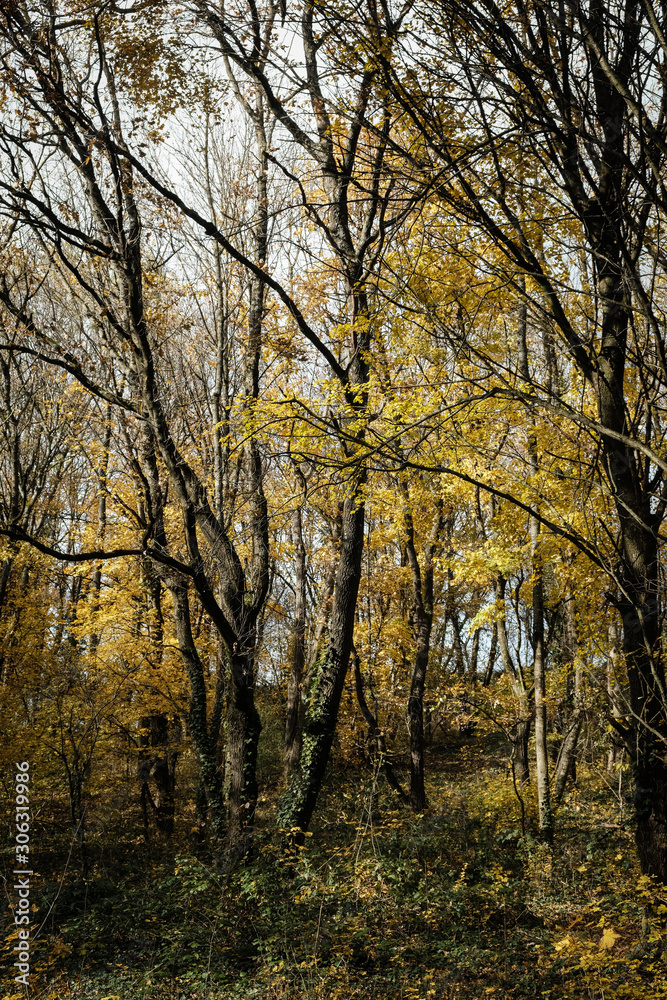 Forêt en automne