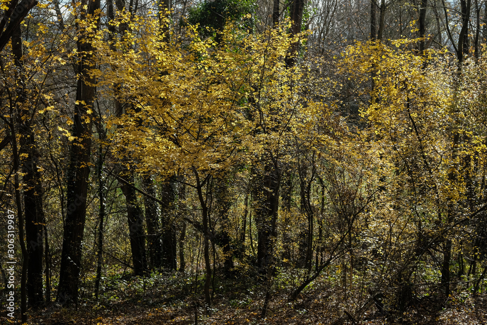 Fototapeta premium Forêt en automne