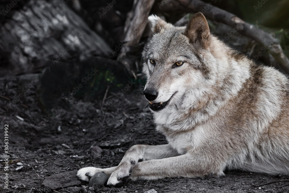 Interested gaze jaws ajar. wolf female lies beautifully on the ground, imposingly lies. Powerful graceful animal in the forest in autumn, profile. Interested gaze jaws ajar. wolf female lies beautifully on the ground, imposingly lies. Powerful graceful animal in the forest in autumn, profile.