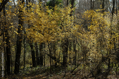 Forêt en automne