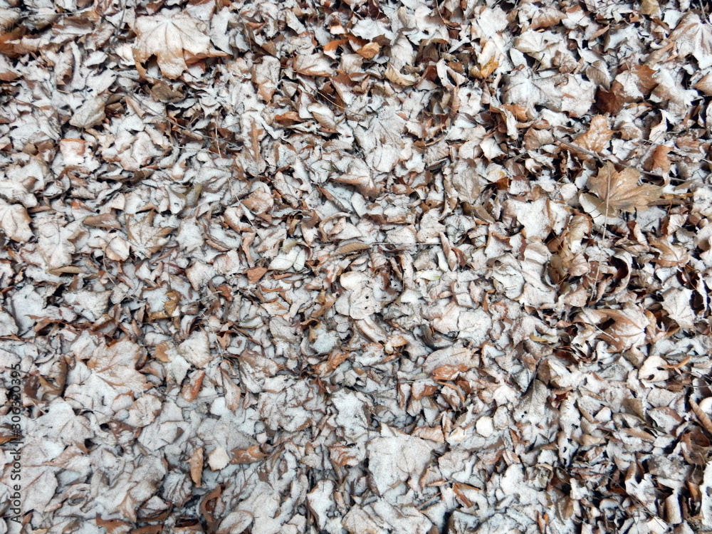 Autumn fallen snowy leaves background