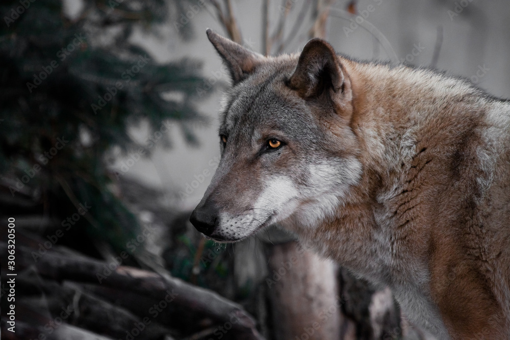 Fototapeta premium black wolf head close-up, burning luminous eyes.