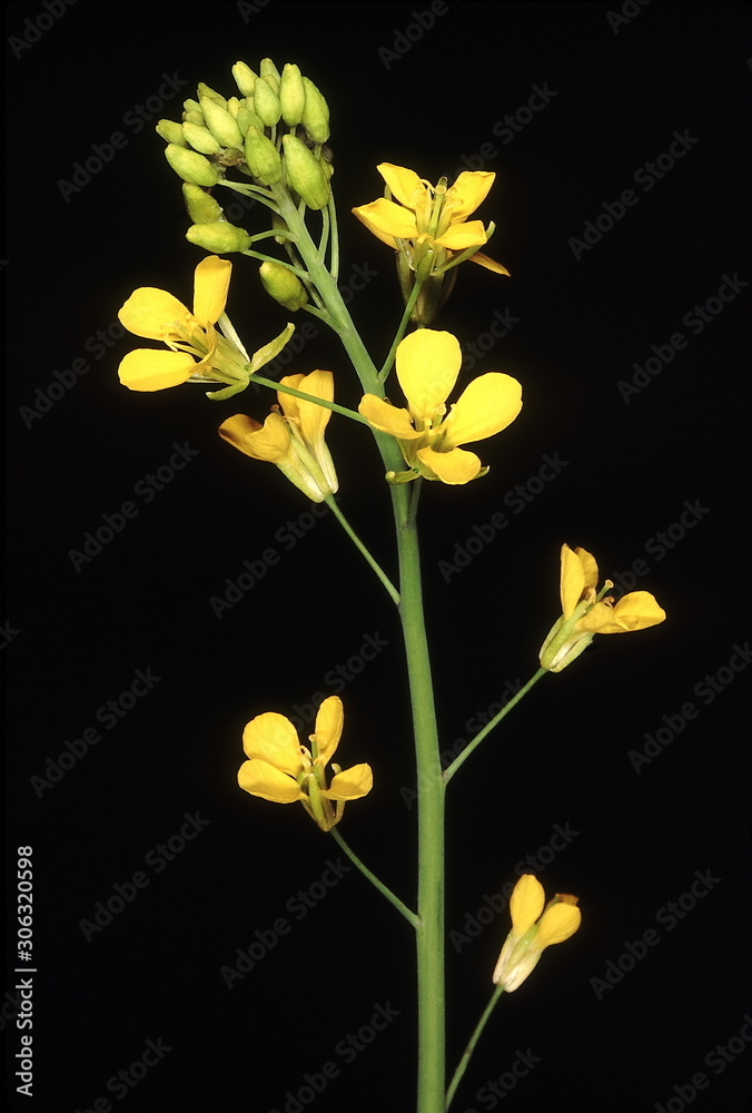 Brassica Juncea, Mustard. Family Cruciferae, This is the common
