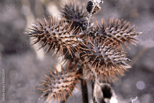 Xanthium Indicum. Family: Asteraceae. The fruits of this exotic herb have hooked spines which help in their dispersal.