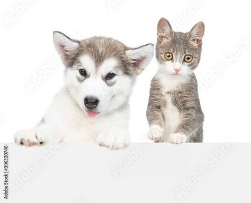 Alaskan malamute puppy and young cat over empty white banner look at camera. isolated on white background