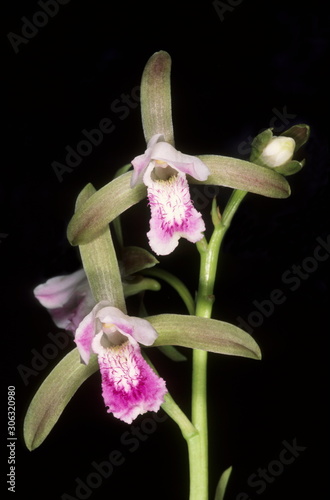 A rare ground orchid from the Satpura range of central India. The pseudobulb is medicinally important. photo