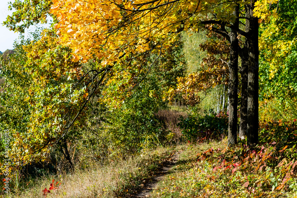 autumn in the park autumn in the park