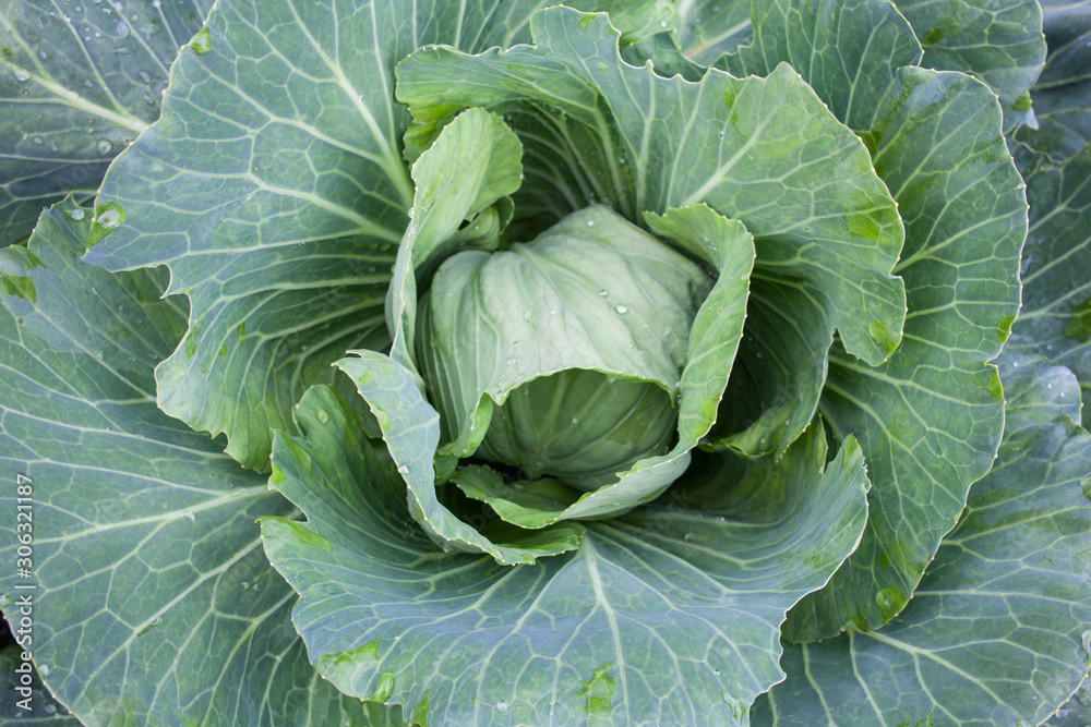 Fresh cabbage head. Close-up.