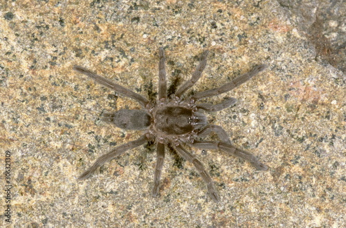 A small spider which resembles the mygalomorphs or tarantulas as they are more commonly called.