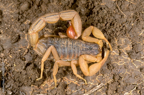 Mesobuthus tamulus tamulus. The most common and widespread scorpion found almost throughout India.