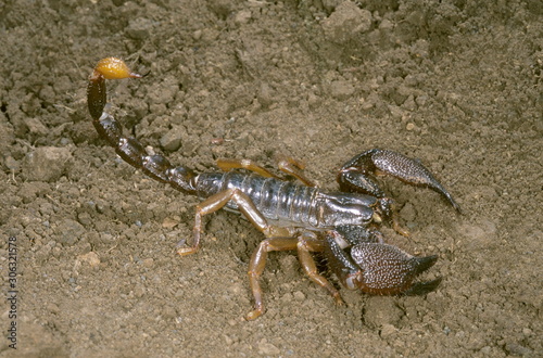 Heterometrus sp. A large burrowing scorpion found in burrows under rocks in Central India. Its sting is very painful.