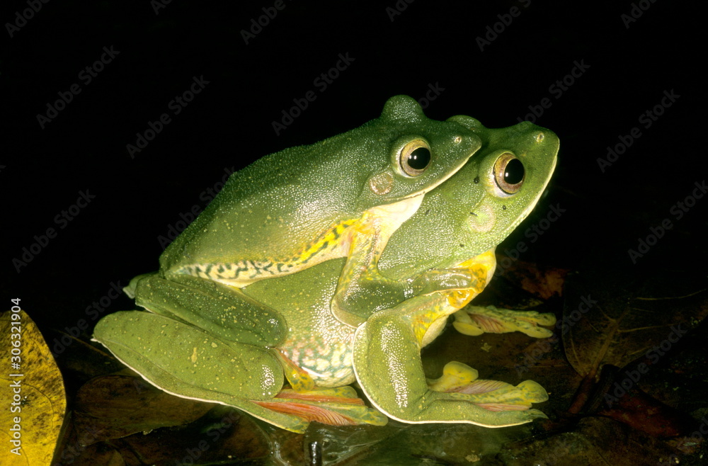 Obraz premium Amplexus in Rhacophorus malabaricus, the malabar gliding frog. This frog can glide from higher branches to the ground.