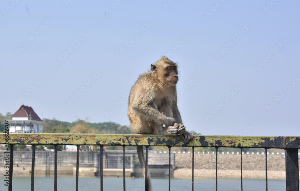 Monkeys sit on the bridge fence during the day