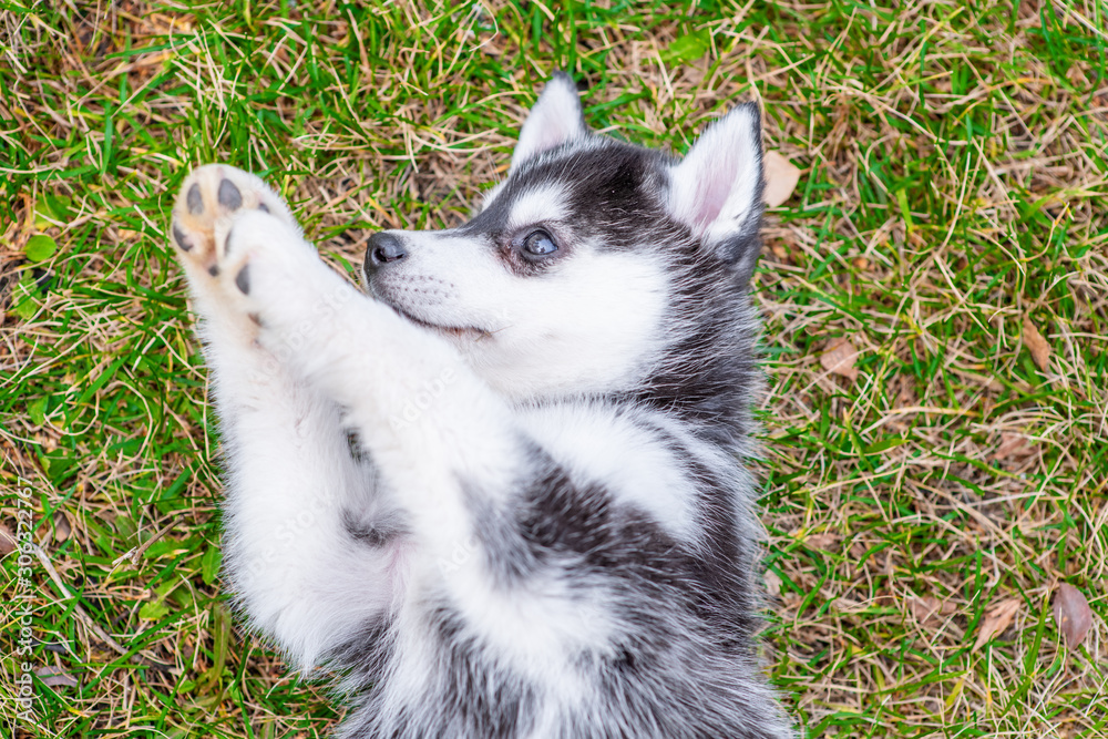 Happy husky puppy lies on the lawn. Top view