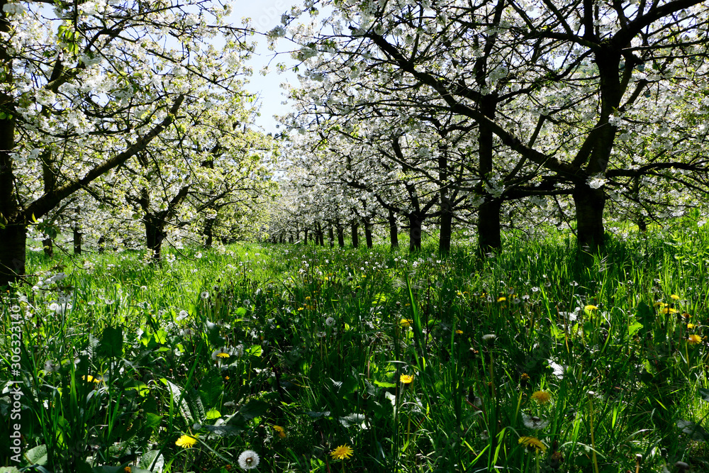 Blooming cherry trees in the spring, ground is covered with flowers and grass