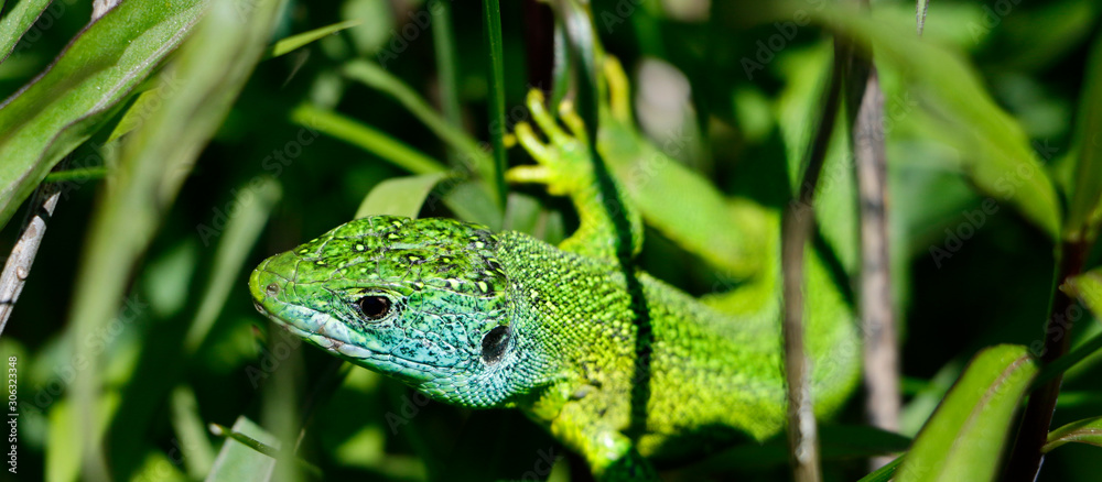 Panoramic portrait of a green lizard (Lacerta bilineata) in the grass