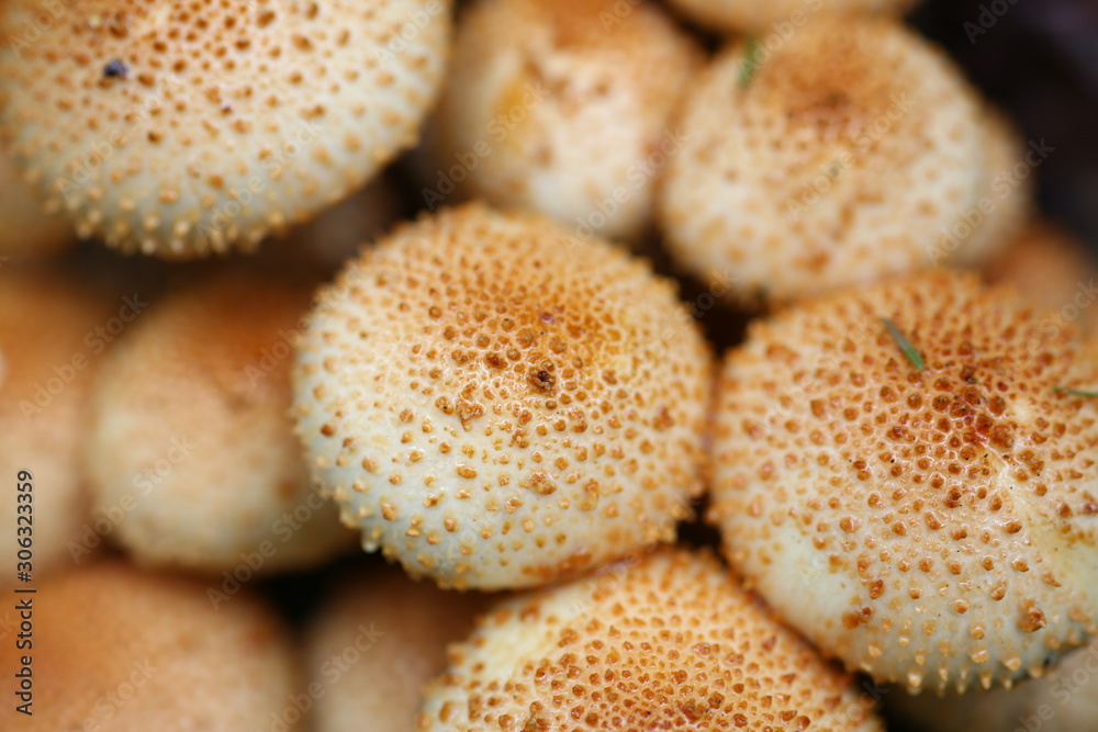 Poisonous mushrooms false honey agarics