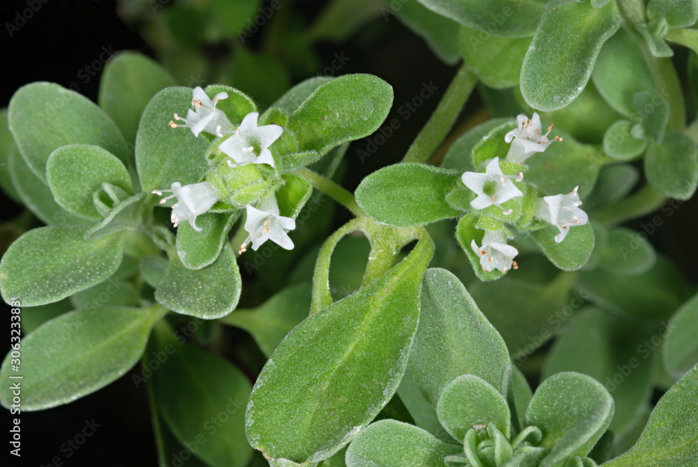Flowers of Origanum marjorana locally called marva in Maharashtra. Flowers of Origanum marjorana locally called marva in Maharashtra.