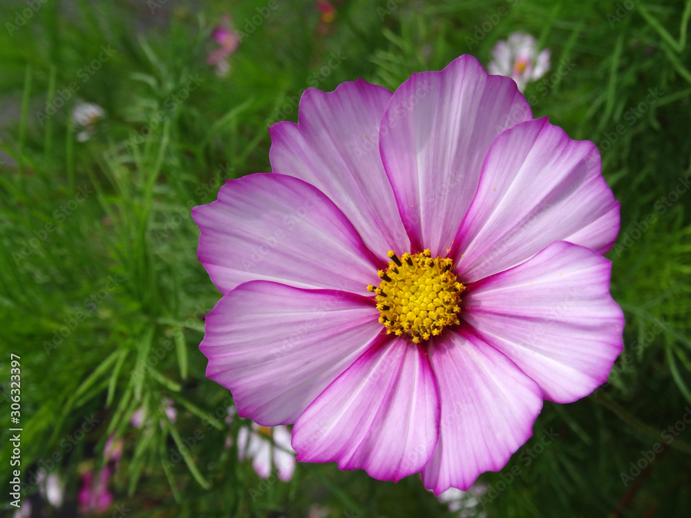 Nice pink purple white flower with beautiful pistils center on a green ground full of details Nice pink purple white flower with beautiful pistils center on a green ground full of details