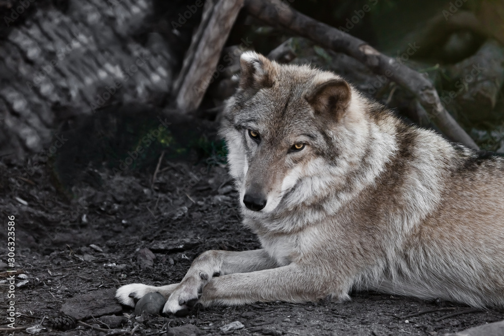 Cute looks half a turn. wolf female lies beautifully on the ground, imposingly lies. Powerful graceful animal but a strong beast is beautifully lying cross-legged Cute looks half a turn. wolf female lies beautifully on the ground, imposingly lies. Powerful graceful animal but a strong beast is beautifully lying cross-legged