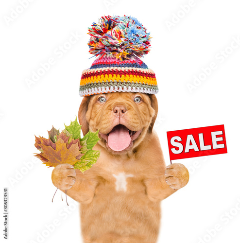 Happy puppy wearing a warm hat with pompon holds dry colorful leaves and sales symbol. isolated on white background © Ermolaev Alexandr