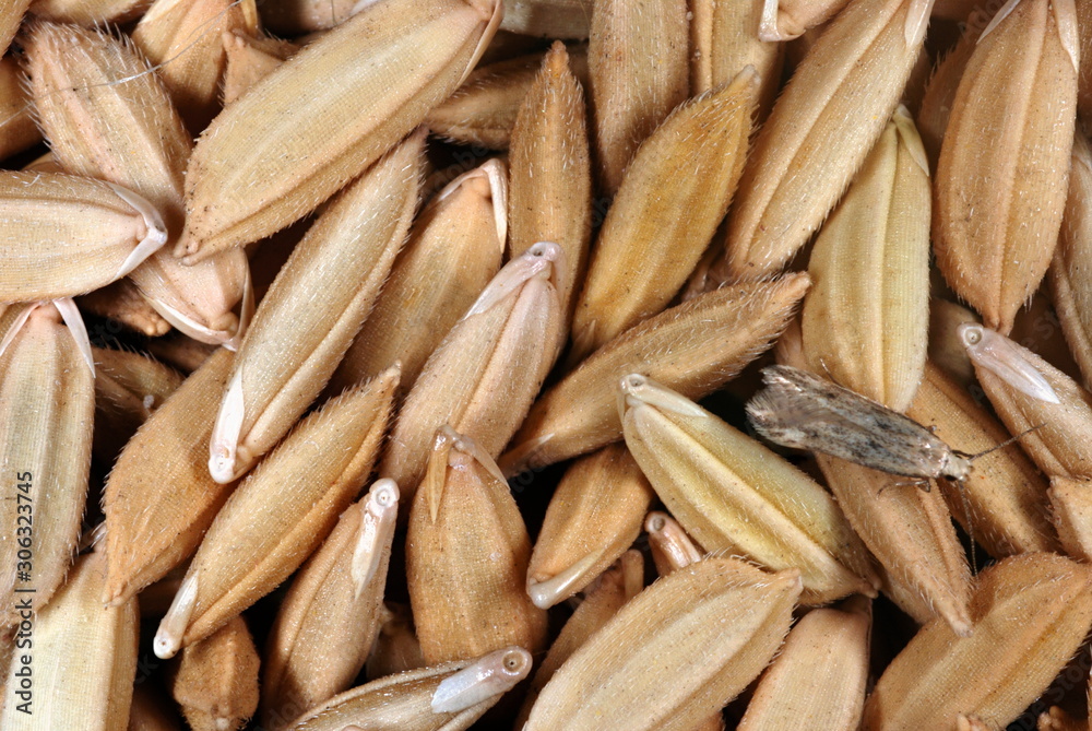 Grains of an indigenous variety of paddy. India had over 40,000 indigenous local varieties of rice which had different characters ranging from grain size to kernel colour and plant height.. Grains of an indigenous variety of paddy. India had over 40,000 indigenous local varieties of rice which had different characters ranging from grain size to kernel colour and plant height..