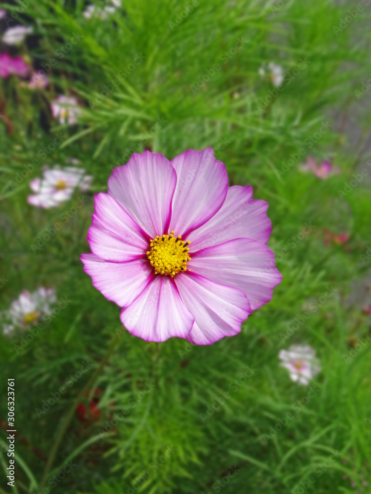 Nice pink purple white flower with beautiful pistils in the center of attention on a green ground full of details