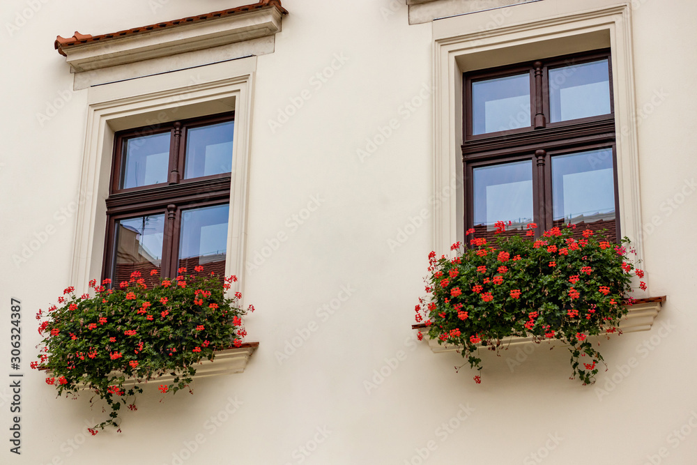 Two windows with coral flowers on beige wall