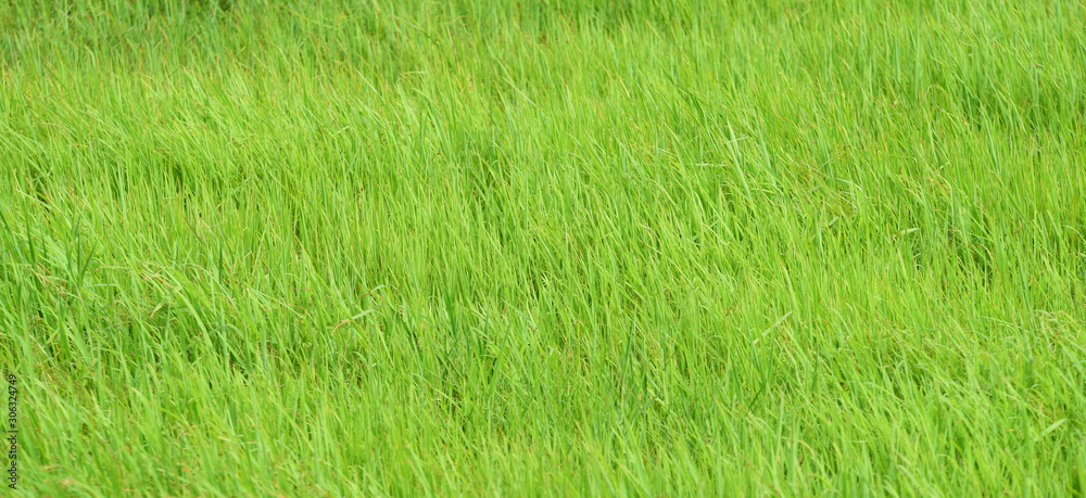 Obraz premium Green rice field taken on a sunny day