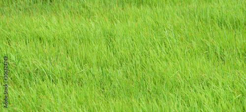 Green rice field taken on a sunny day