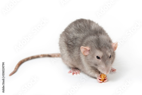 Decorative rat Dumbo on a white isolated background eats a nut. Close-up. 2020 year of the rat.