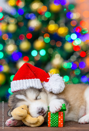Alaskan malamute puppy wearing a red santa hat sleeps with toy bear and gift box with Christmas tree on background. Empty space for text