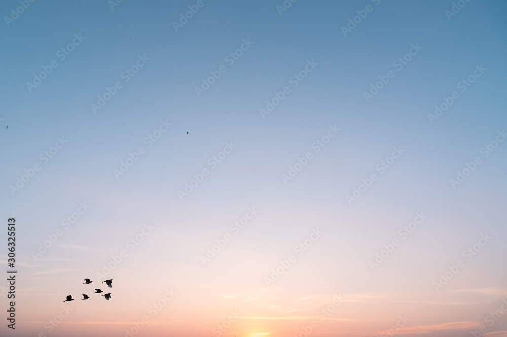 beautiful sky and Flock of flying birds,sky background