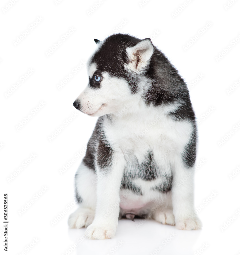 Siberian Husky puppy sits and looks away. isolated on white background Siberian Husky puppy sits and looks away. isolated on white background