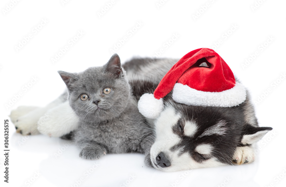 Sleepy Siberian Husky puppy wearing a red santa hat hugs british kitten. isolated on white background Sleepy Siberian Husky puppy wearing a red santa hat hugs british kitten. isolated on white background