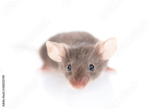 Gray mouse looks at the camera. isolated on white background