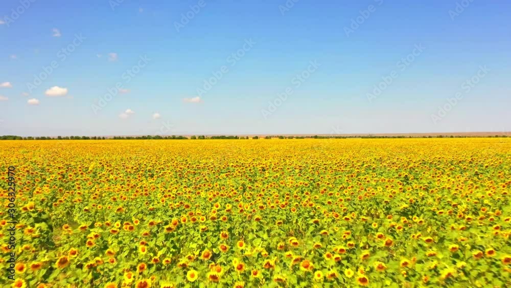 Aerial view of Sunflowers field. Flight over the sunflower field. Drone moving across a yellow field of sunflowers, aerial view of a sunflower field , flowering sunflower. Aerial view of Sunflowers field. Flight over the sunflower field. Drone moving across a yellow field of sunflowers, aerial view of a sunflower field , flowering sunflower.