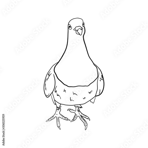Wallpaper Mural A dove looking straight. Hand drawn. isolated on white background. Torontodigital.ca