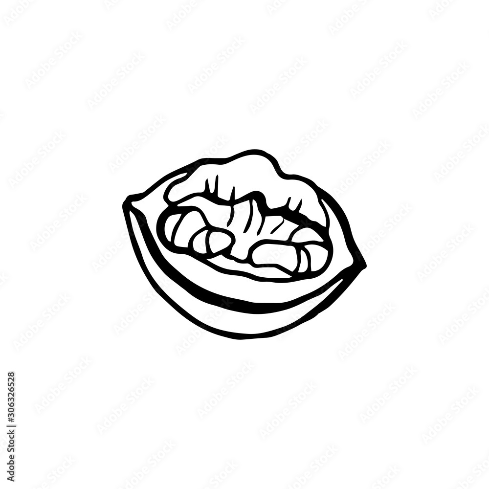 Hand drawn walnuts. Vector illustration isolated on white background. Hand drawn walnuts. Vector illustration isolated on white background.