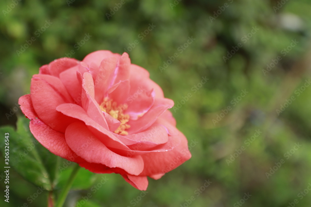 Fototapeta premium Orange color Rose flower.