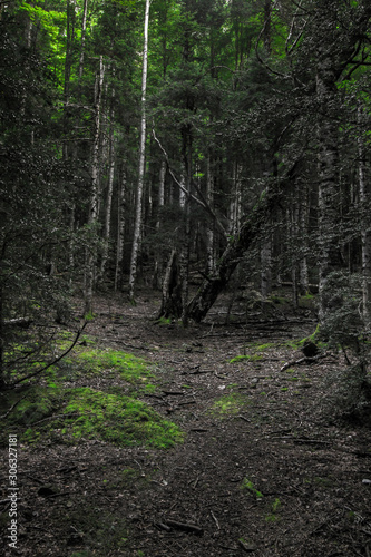 path in forest © JaimeNavas