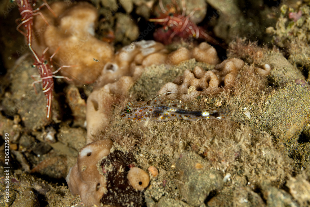 The surprising underwater world of the Indian and Pacifical Oceans