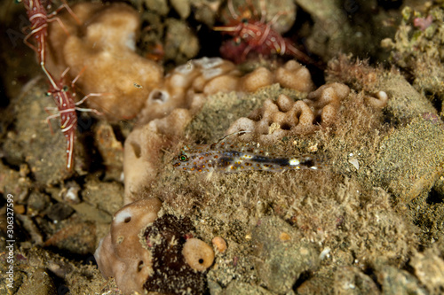 The surprising underwater world of the Indian and Pacifical Oceans