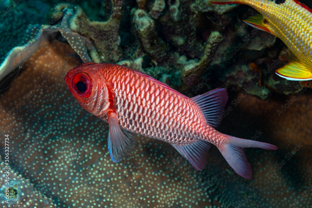 The surprising underwater world of the Indian and Pacifical Oceans The surprising underwater world of the Indian and Pacifical Oceans